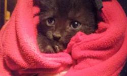 CUTEST HEALTHY BABY BLACK MALE KITTEN!
healthy to go to a good home and gets along amazing with other cats and children.
Litter box trained, dewormed, eats by itself and is very energetic
We non profit group assists with low cost spaying /neutering and
