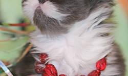 Persian kittens, purebred: "Cutie-pie", pretty Persian female (born 11/28, ready after 1/28). Very gentle, affectionate, and out-going. Her eyes will turn a bright Orange-gold like her mother's, after 6 months of age. She can be expected to reach 7 pounds