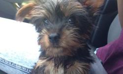 I'm selling a Male Black and Gold Teacup Yorkie he is 10 weeks old. Born May 21st, 2014. Given his first set of shots 6/2/14, 6/25/14, 7/14/14. De-wormed 6/11/14, 6/25/14, 7/9/14. He has been giving Antibiotics and Anti-parasite medication for preventive