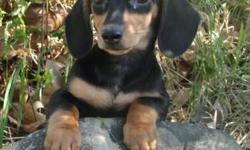 1 yr health guarentee. starting at 1000
free puppy kit gift and shots
home raised credit cards accepted
1 female
Black and Tan female
Akc