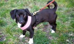 Dachshund - Buck - Medium - Young - Male - Dog
Meet Buck!
Buck is a 10 month old pup looking for a forever home. Buck was adopted from Amber's Angels Rescue a few months ago but has been returned because his owner has under gone open heart surgery and is