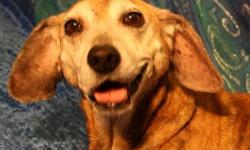 Dachshund - Doris - Medium - Senior - Female - Dog
Doris is a ten year old Dachshund/beagle mix. What a sweet old lady she is! She has a growth under her eye that we will be having removed. She is going for her check up tomorrow. She loved our foster cat
