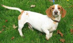 Dachshund - Drooby - Small - Adult - Male - Dog
Drooby is 2 years old and weighs about 20 pounds. He's very active, very friendly and likes other dogs. The shelter is open Tues through Friday, 1pm to 6pm, and Sat 12-4pm. Closed Sunday and Monday. Stop by