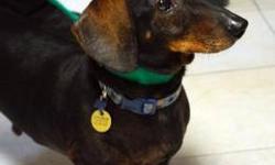 Dachshund - Elmer - Small - Adult - Male - Dog
Hi there! I'm Elmer. I am a reddish brown and black Dachshund Mix who was born around April of 2006. The folks at Little Shelter tell me that I'm quite handsome.
I was also rescued from a local town shelter