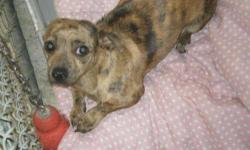 Adorable red short hair female. Mom is standard black and tan and dad is mini brindle. She has had her first shot and has been dewormed.