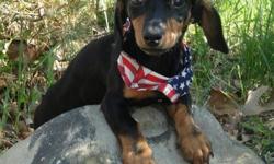 1 yr old male dachshund akc looking to co own-
must be within 60 miles of middletown ny- he needs to be in a home without cats
If you have always wanted a dachshund but could not afford one nows your chance- excellent pedigree-
STRONG WORKING LINES-