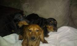Dachshund pup Last one! male semi-longhaired $250 shots, dewormed, and socialized.15 wks. Raised with a lot of love and interaction. will be 6-9 lbs fullgrown.Sorry females all gone.