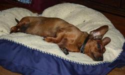 Dachshund - Moose - Small - Adult - Male - Dog
Moose is a 6 yr old doxie who is bonded with his brother Louie. He is a sweet dog, but is overweight which has caused a skin problem. He is starting to lose a little of his excess weight and the skin is