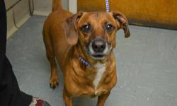 Dachshund - Odin - Medium - Adult - Male - Dog
Odin is a Dachshund/Jack Russell (?) mix who arrived on December 27, 2012. He was brought in as a stray with another dog (AJ - see his Petfinder description). Each was wearing a name tag but no owner came