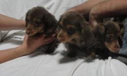 they are 10 weeks old comes with vet check shots and wormed and papers 2 males and 3 females long haired chocolate very friendly call 607-243-7907 for inquires for i don't check my email due to busy schedule
first picture is of the females and then the