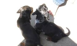 I have 2 dachshund puppies for sale 1 male 1 female born 3/9/13
Can be picked up on or after 5/4/13 price is negotiable