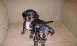 I have 2 male dachshund puppies 1 is black and gray dapple and the other is mostly black with very little dapple they were born on 2/1/14
