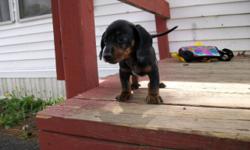 I have 1 male dapple dachshund puppy left born 3/24/14 ready for new homes 5/19/14