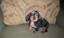 2 female dachshund puppies born 10/9/14 Please email me with any questions