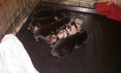 Puppies was born 12/16/2012 ,so they a be ready on 2/16/2013.
all pups will be coming with '
certificate of health,
1st shot's ,
worming regiment,
p.s. both -mother & father i own -yes you will be able to meet the parents.
lovely pup's was running &