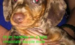 Dachshund puppies only 500!!!
Hello Ebay
My 2 Dachshunds had a litter of beatiful purebred dachshund puppies and im looking for someone to give them a great fun filled loving home!
Father is black and tan and mother is chocolate dapple.
I currently Have 2