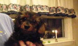 FEMALE PUPPY DACHSHUND BORN OF MY ADULT DACHSHUNDS. SHE IS A PUREBRED LONGHAIR IN BLACK AND GOLD. SHE IS 11 WEEKS OLD. 400.00