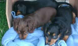 Dachshund puppies Christmas special-male $250 longhair Chocolate/tan or-blk/tan. Red dapple female short hair $250, Black/tan female long hair $350. shots dewormed socialized, raised with a lot of love and interaction.will be 6-9 lbs full grown.