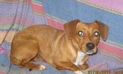 Dachshund - Rescue Chippie - Small - Adult - Female - Dog
Chippie is 8 years old, spayed female Dachshund. She would do best in a home with no cats and older children. She is good with other dogs. She is crate trained and will use pee pads. She is doing