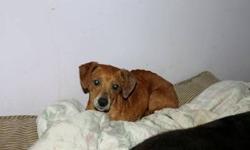 Dachshund - Ruby - Small - Young - Female - Dog
Ruby flew here on her own private plane from southern Ohio. She is the cutest little girl, all of ten pounds but with 100 pounds of personality. She is an endearing little dog that has had a rough start in