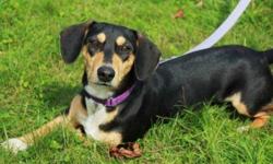 Dachshund - Sassy - Small - Young - Female - Dog
CHARACTERISTICS:
Breed: Dachshund
Size: Small
Petfinder ID: 24463083
CONTACT:
North Country Animal Shelter | Malone, NY | 518-483-8079
For additional information, reply to this ad or see:
