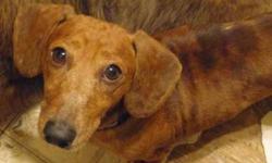 Dachshund - Tyler - Small - Adult - Male - Dog
If you are looking for the perfect all-around guy Tyler is your man! Friendly, happy, loves to take walks, loves to snuggle on the couch, and he doesnt hog all the covers! Tyler has not been tested with cats
