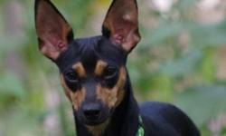 Autumn is a 1 year young Dachsund x Miniature Pinscher Mix in IMPS Rescue. She is a very affectionate, curious, and playful young lady. She loves to run and play with other dogs, and trys to play nicely with Kitties. She loves her rawhide chews and