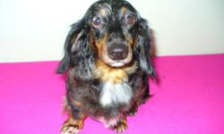 "Mandy" is AKC, black/tan, silver dapple, longhair. Born
July 5, 2009. Current vaccinations including rabies.
Wonderful temperament, friendly & loving. Housebroken.
Needs to be spayed. Asking $300.
visit www.littlelandkennels.com for more info. email
or