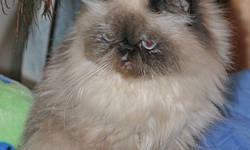 Persian cat, purebred: Daisy, petite, 5 yr old, flat-faced, spayed female; very affectionate, gentle, and dog-friendly. Likes car trips.
Vet checked; vaccinated.
About 6&1/2 pounds; her hair may have been cut or trimmed in the photos.
Her teeth were also