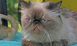 Persian cat, purebred: Daisy, petite, 5 yr old, flat-faced, spayed female; very affectionate, gentle, and dog-friendly. Likes car and day trips, travels well.
Vet checked; vaccinated.
About 6&1/2 pounds; her hair may have been cut or trimmed in the