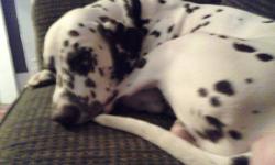 I have a 2yr old dalmatian i have to rehome he is friendly an a big babh. He is akc registered. An vet records. He is great with my 6 month old. Good with everyone n potty trained