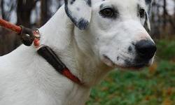 Dalmatian - Casey - Medium - Adult - Female - Dog
Casey is a very smart deaf girl who was recently saved from a kill shelter. She needs a home with patience to train a dog you cannot simply "talk to" from a crossed a room. She is looking for her special