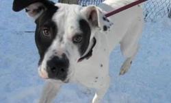 Dalmatian - Lucky - Large - Young - Male - Dog
Hi, my name is Lucky! I'm a very cute, 11 month old, neutered male, white and black spotted Dalmatian/pit mix. I'm outgoing and energetic and I love to play! I'm tons of fun, so take me home with you!