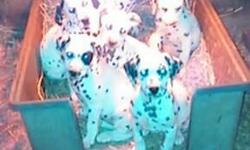 Beautiful Dalmatian Puppies, 9 weeks old, purebred with papers, first puppy shot, regular wormings, black and liver markings, males and females, raised with children and other pets. Parents on premises, dad with liver markings and mom with black. Super