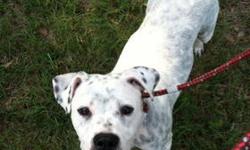 Dalmatian - Spot - Medium - Young - Male - Dog
Sweet as can be with everyone they meet.
CHARACTERISTICS:
Breed: Dalmatian
Size: Medium
Petfinder ID: 25052963
CONTACT:
Dapper Dog // Hopeful Tails Rescue | Nyack, NY | 845-353-3599
For additional
