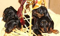 Darling miniature Dachshund puppies for sale! Puppies are black and tan, smooth coated, able to be registered with the CKC, had first set of shots, been wormed on a regular basis, and are well socialized (with children, other pets, and even horses).