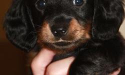 Darling miniature Dachshund puppy for sale to loving, forever home! One black and tan, long-haired male. Pup is 5 weeks old now and will remain on farm till 8 weeks old, during which time he will be extensively socialized, wormed, given first set of shots