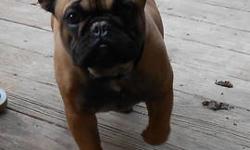 Beautiful cinnamon/honey-colored with black points on face purebred female French Bulldog, eight months old, sturdy frame, NOT neutured, very loving, playful. She was one of a litter of nine puppies. Born 8/6/12, so over 9 months old. Current on vaccines.