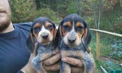I have 3 beagle daschund puppies they are all males. 2 black and tan ones with a little bit of white on them and one brown male with some black mixed in. They will be small dogs. They will need to be dewormed again and get their shots. They were born on