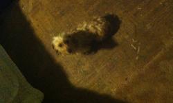 - Hello ! Do you love small dogs that STAY that way ? Then your looking at the right ad. My dog Foxie Is pregnant and and is due march 17-19th , the puppies are a mix between dashound, toy poodle, yorkie and shihtzu. MAKE YOUR RESERVATION NOW ! Times