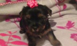 Yorkie female puppy akc registered champion bloodlines charting 5.5 pounds as adult. Will come with health certificate from vet shots wormed puppy gift bag food toys blanket ect. For more info or to see her please text or call 315-489-7129 thanks