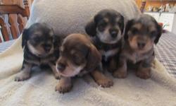 Mom is Mini Dachshund and dad is Toy Schnauzer. Vet checked, wormed and first shots. Cute and cuddly, well socialized. One chocolate male and three females, silver and black dapple, black and brown and chocolate.