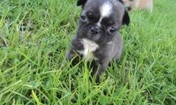 This is the runt of the litter so im thinking she will be a very small dog she is sooooo cute and loveable loves attention and is very energetic all wormed had her first shots and is ready to go ...
Cute lil Buggs are a designer breed between a Pug in