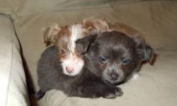 ?2 MALE DESIGNER PUPS READY TO GO TODAY ! CAIRN TERRIER CHIHUAHUA MIX .WILL HAVE GREAT PERSONALITIES. WELL SOCAILIZED WITH KIDS,CATS & OTHER DOGS .
FOR THOSE NOT KNOWING MUCH ABOUT THE BREED BUT WOULD LIKE A SMALL BREED HERE'S SOME PROF INFO .