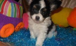 AKC CH line Papillons. Parents are small will max out around 5-6 lbs.
Tri color, GIANT ears!!
Will be seen by a vet for shots and wormings.
Health guarantee.
Can hold for XMas Day! <3