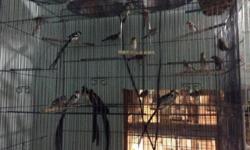 Different types of bird for sale Red bishop weavers/paintail whydah/ paradise whydah/ euphonia/ tomeguines de la Tierra / and many other birds for sale. Any questions contact me through email.