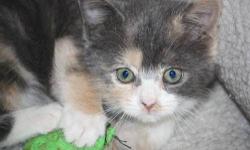 Dilute Calico - Aphrodite Fostered - Medium - Baby - Female
APHRODITE DOMESTIC SHORT HAIR DILUTE CALICO ARRIVED 10/12/12 @ FOUR-WEEKS-OLD @ 1.2LBS FEMALE Aphrodite was dropped off with her brother Apollo at a concerned citizen's home. They were