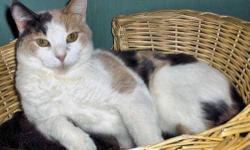 Dilute Calico - Bonita - Large - Adult - Female - Cat
Large female adult Dilute Calico. This lovely zaftig lady is approximately 6 years of age and loves to be loved. Bonita and her equally plump calico mother, Callie, both came into foster care when