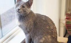 Dilute Calico - Calamity - Medium - Young - Female - Cat
Calamity came to PHS as a kitten with her littermates in June 2012. All the other kittens have been adopted and now at 8 months of age, Calamity is searching for her forever home. She can be very