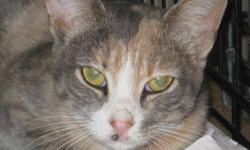Dilute Calico - Cindy Crawford - Medium - Young - Female - Cat
Cindy Crawford is an extremely sweet, super pretty, and affectionate young lady oh and she purrs non stop! ha! She is about 1 year old (as of 10/24/12) and would be great in any home. She has